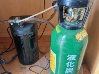 ピンチ！
二酸化炭素切れてたのに気づかなかった😫
いつもの酒屋さんに電話したら、品薄すぎて回せんとのこと😭

ネットで見つけたのは、最安でも以前の２.5倍の価格やん〜
皆さんどうされてるんですか？

しかし、いつから切れてたのか？
有茎有茎したのが入ってないと、気づくの遅くなりますな〜
ようみたら、黒ひげがあちこちにおる。
換水が2か月ぶりとか、CO2切れとか諸々コンボで、ソイルに変更後数年経過で初黒ひげです。

はて。

#ミドボン
#水草水槽