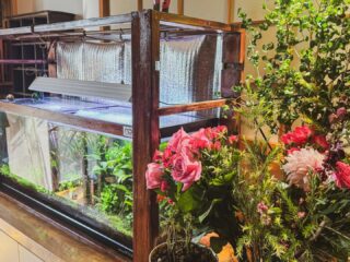 週末は、2年に1度？のApasionadas発表会と、60年に一度の鯉さん還暦公演と、二つのメモリアルな公演にて演奏させて頂きました。
両公演とも大成功、おめでとうございました🎉

頂きましたお花達は癒しスポットに鎮座していただいております。
ただ、珍しく忙しいので水槽の水換えてない記録は、そろそろ2ヶ月…、何とかなるもんだ。

さて、今週末は愛知と大阪行ったり来たりのち神戸、と言った具合であります。
宜しくお願い申し上げます！

11/22
Flamenco と 音楽 vol.1
@甲山会館（岡崎市民会館）
Open 10:30 / Start 11:00
入場料 ¥2,000（小学生未満無料）

Violin　伊東 かおり
Flute　横田 彩、横田 愛
Flamenco dancer　柿野 とも子、AiRe 生徒
Piano　山下 力哉
Flamenco guitar　佐久間 瑛士
Percussion　木村 和人

問い合わせ：090-3564-4456
mailmariposas.tomoko@gmail.com
https://tomoko.com

11/23
Estudio Por Dios 発表会
@Casa Gloria（カルダモンカフェ）
Open 14:30 / Start 15:00
料金 ¥3,000（ドリンク別）

Baile
Chica Tanaka
Emi Mikoshi
Megumi Sakaguchi
Chika Kawasaki
Akari Yoshimura
Rie Fukazawa
Tomoko Kokubo
Kana Yumura

Cante　Jorge Millaqueo
Toque　Ryuji Fukushima
Percussion　Kazuto Kimura
Palma & Baile　Teru Tsujikawa
Guest Baile　Yuko Ikawa

問い合わせ：090-4288-0438
大阪市中央区南船場1丁目3-5 リプロ南船場ビルB1

11/24
Flamenco と 音楽 vol.2
@豊田産業文化センター 小ホール
Open 13:00 / Start 13:30
入場料 ¥2,000（小学生未満無料）

Violin　伊東 かおり
Flute　横田 彩、横田 愛
Flamenco dancer　柿野 とも子、AiRe 生徒
Piano　山下 力哉
Flamenco guitar　佐久間 瑛士
Percussion　木村 和人

問い合わせ：090-3564-4456
mailmariposas.tomoko@gmail.com

11/25
野良犬SEXTET × DJ TATSURO a.k.a 3422
@Bar Alchemy
Open 19:00 / Start 19:30
Charge ¥2,000 + Tips
■ DJ
TATSURO a.k.a 3422（kambira black）
■ LIVE
野良犬セクステット
森本啓太郎（sax）
在間一輝（sax）
森下周央彌（gt）
高木記明（ba）
田中宏昭（dr）
木村和人（per）

[Bar Alchemy]
神戸市中央区北長狭通3-5-5
https://www.instagram.com/alchemykobe